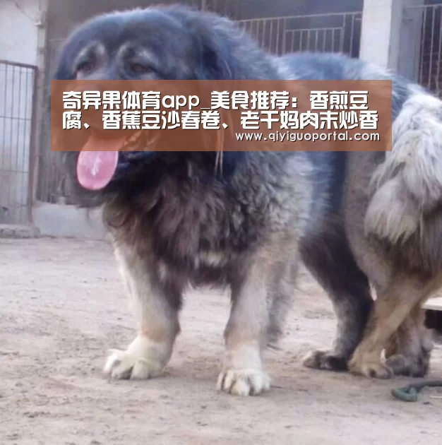 奇异果体育app_美食推荐:香煎豆腐、香蕉豆沙春卷、老干妈肉末炒香干的做法(图2) 奇异果体育官网app